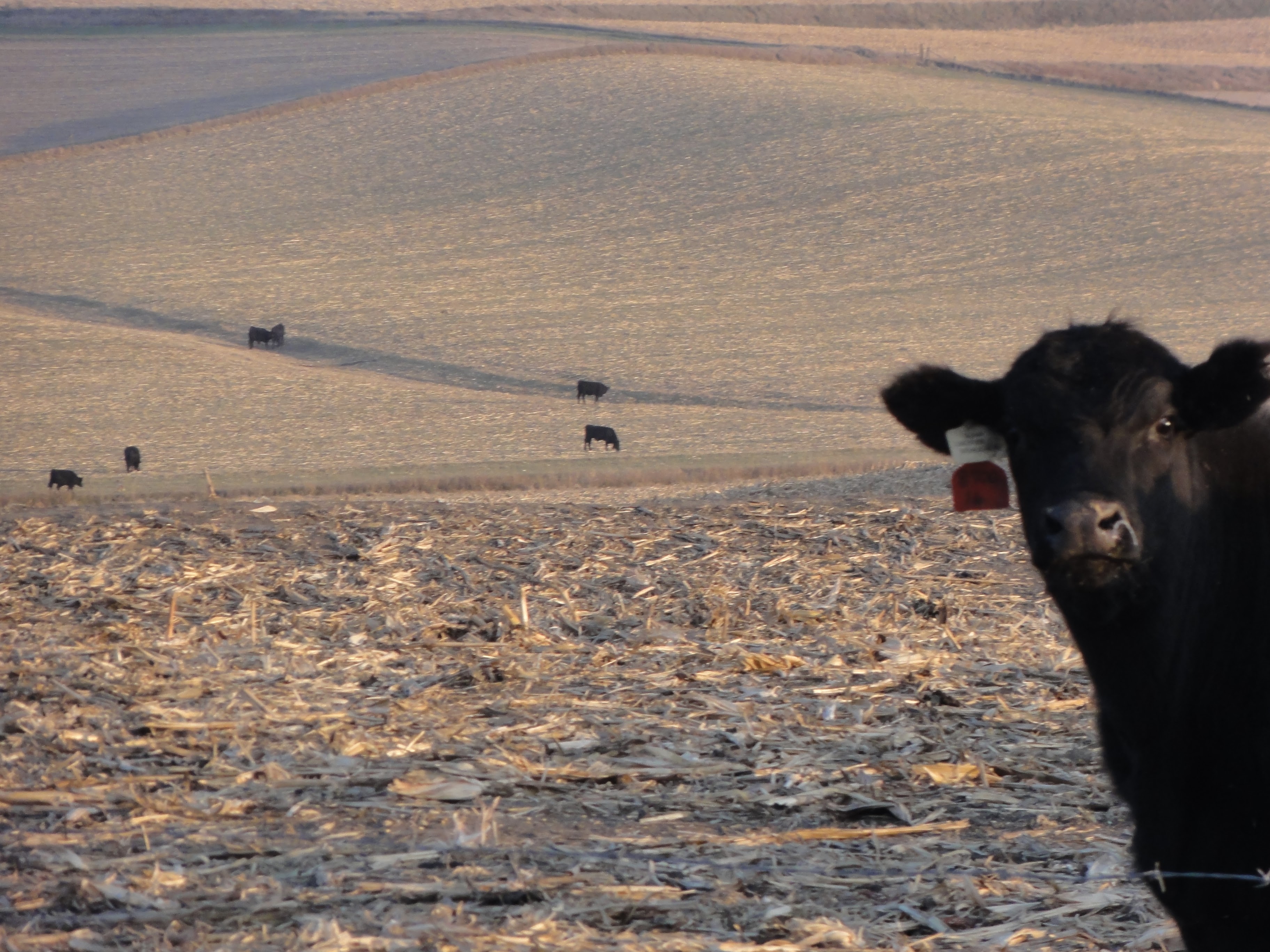 Peeking Cow Greeting