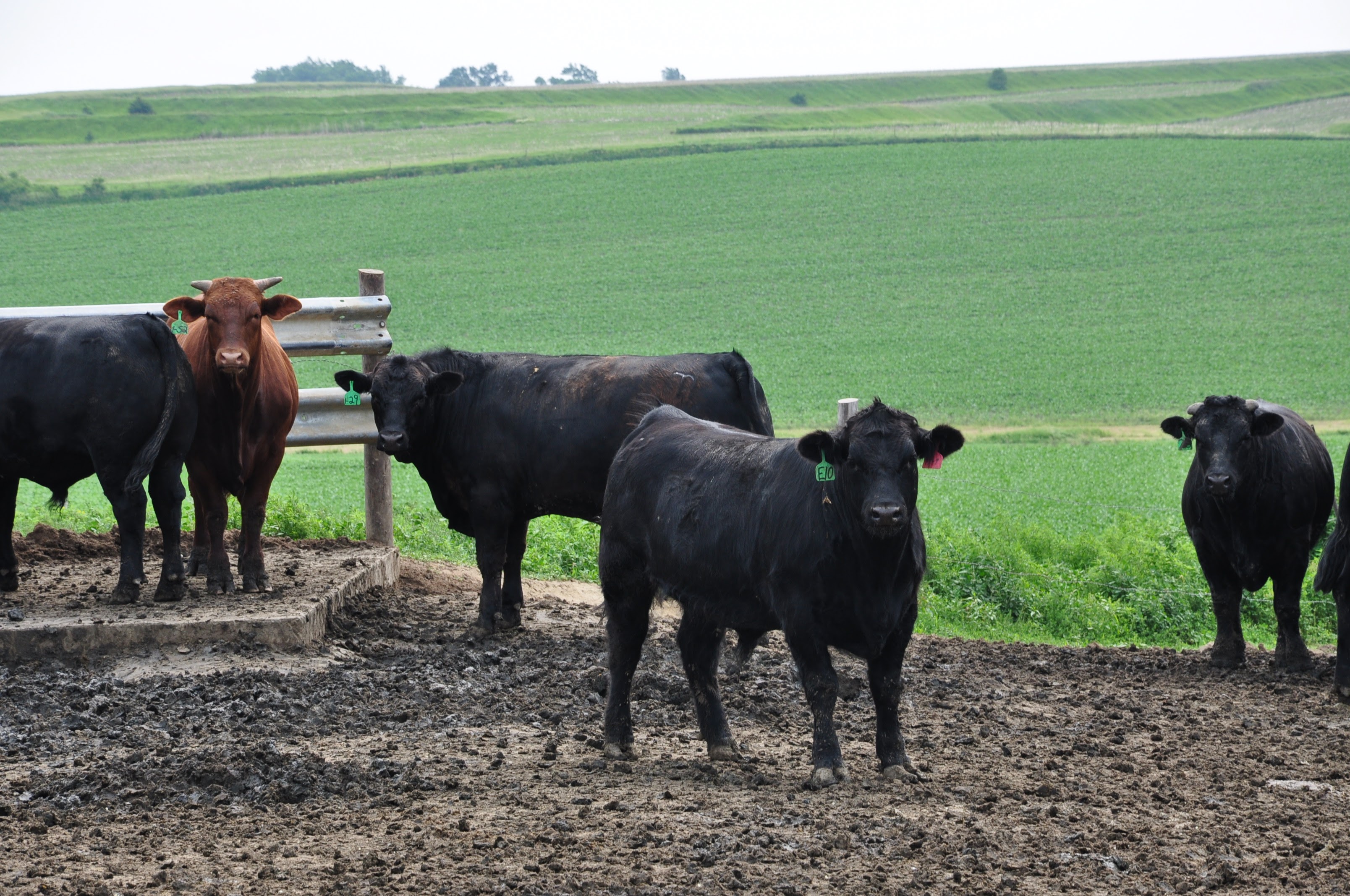 Carson Feeders Cattle Feedyard