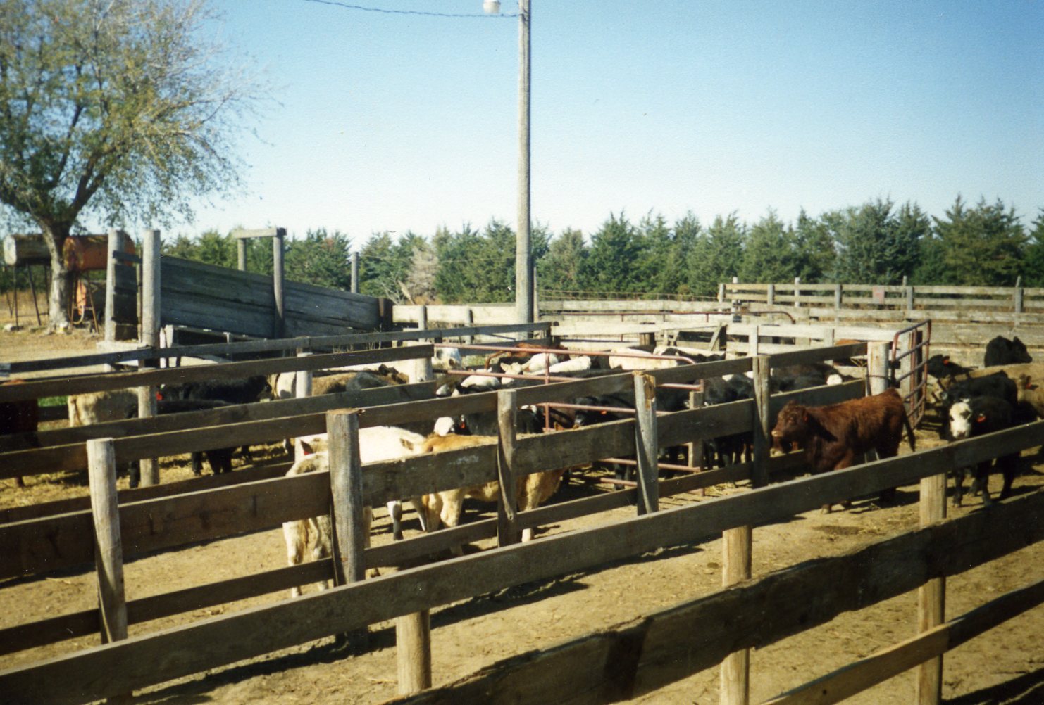 Early Handling Chute